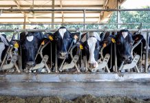 Gonzaga, Beduschi: “stop allevamenti atto gravissimo contro agricoltori ed economia mantovana