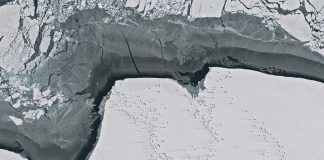 L’aviaria è arrivata in Antartide, il virus in due uccelli trovati morti