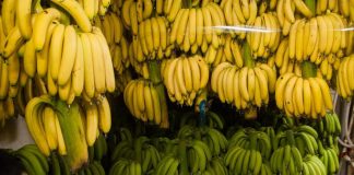 Russia, tensione con Ecuador: stop di Mosca a import banane, ecco perché