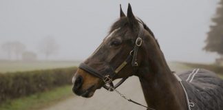 ‘Io sono Varenne, il figlio del vento’, il docu-film sul cavallo più vincente del mondo