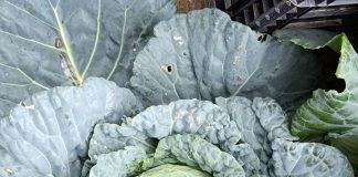 Sanremo 2024: la città di Quiliano e le sue De.Co. approdano al Festival