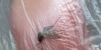 Emergenza Dengue in Brasile, quasi 1 milione di casi nel 2024