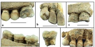 Tartaro di 6mila anni fa rivela dieta neolitica