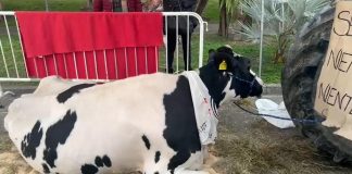 Sanremo 2024, gli agricoltori in attesa sul lungomare: “Contatti con la Rai”