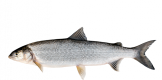 Beduschi, la Regione si batte per l’immissione del coregone-lavarello nel Garda