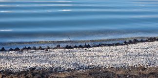 Balneabilità lago Superiore, per il 6° anno consecutivo analisi ok. Murari: “consolidiamo i risultati in queste aree”