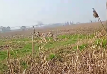 Lupi sempre più vicini a Mantova: quattro esemplari avvistati a Soave vicino al confine