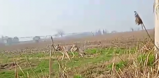 Lupi sempre più vicini a Mantova: quattro esemplari avvistati a Soave vicino al confine