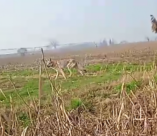 Lupi sempre più vicini a Mantova: quattro esemplari avvistati a Soave vicino al confine