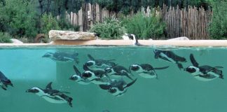 Torna la Giornata mondiale della Fauna selvatica, al Bioparco di Roma il digitale a tutela della biodiversità