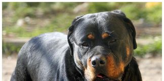 Pitbull scavalca recinto e azzanna due donne, momenti di terrore a Montesilvano