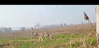 Un lupo visto e fotografato nelle campagne di Bozzolo vicino al passaggio a livello di Tezzoglio