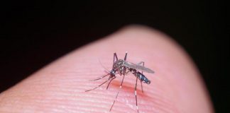 Malaria, diagnosticato un caso autoctono a Verona