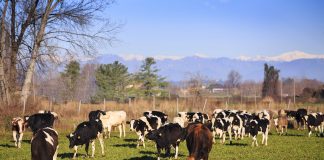 Grana Padano difende gli allevamenti da latte: “Non sono intensivi ma produttivi”
