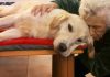 La cooperativa sociale Santa Lucia di Asola porta la Pet Teraphy nelle Rsa