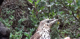 Fauna selvatica, Beduschi: “da Regione 510mila euro ai centri di recupero”