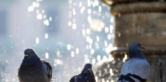 Psittacosi, alert Oms su aumento casi umani in Ue