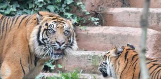 Animali, per la prima volta il Bioparco di Roma mostra la tigrotta Kala