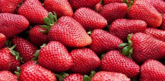 Alimenti, Ismea: nel 2023 inflazione morde meno nel bio +5,2% e tiene nei volumi +0,2%