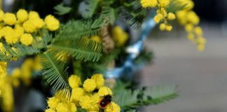 8 marzo, mimosa? Occhio all’allergia