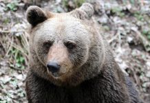 Abbattimento orso M90, assolto il presidente della Provincia di Trento