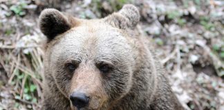 Mantovano inseguito da un orso in Trentino. L’animale sarà catturato e dotato di radiocollare