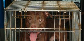 Lite tra vicini a Palermo, pitbull attacca donna incinta
