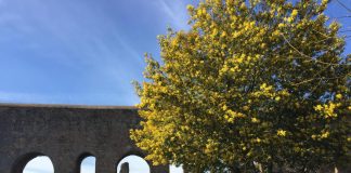 8 marzo, immunologo: “La mimosa lasciamola sull’albero, rischio allergia con contatto”