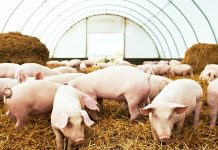 Ambiente e benessere animale, Lombardia finanzia 101 progetti. Nel mantovano 29 mln di euro