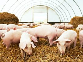 Ambiente e benessere animale, Lombardia finanzia 101 progetti. Nel mantovano 29 mln di euro