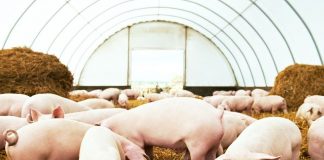 Peste suina: sì della Lombardia agli aiuti. Coldiretti: “Ora rapida attuazione misure”
