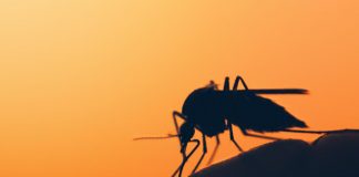 Dengue, stretta sui controlli in porti e aeroporti: in arrivo nuova circolare