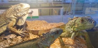 In Millenaria fine settimana dedicato agli animali esotici e ai bonsai