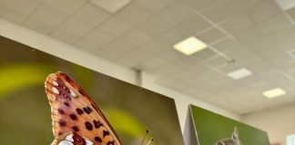 Alla biblioteca di Marmirolo una mostra fotografica sulle farfalle diurne di Bosco Fontana