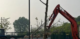 Lavori nel piazzale Ragazzi del 99: 30 giovani alberi spostati in Valletta Valsecchi