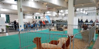 Alla Millenaria 10.000 visitatori per Esotika Pet Show e Mondo Bonsai