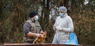 Aviaria e rischio pandemia, Usa al lavoro per strategie e vaccini