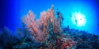 Clima, Wwf: “Ridurre stress su barriere coralline ed emissioni gas serra”