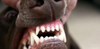 Cane morde alle gambe zio e bimbo in corso Libertà: padrone in fuga