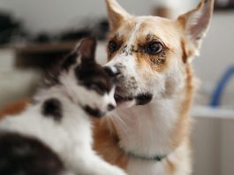 Cani e gatti possono trasmettere superbatteri ai proprietari: lo studio. Cosa fare
