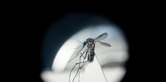 Aumentano i casi di Dengue in Italia, gli esperti: “Agire ora”