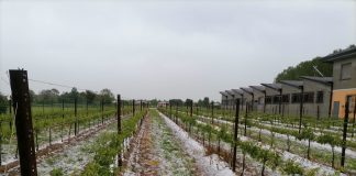 Grandine a Villimpenta: danni in campagna, si temono gelate