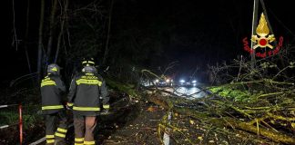 Il vento fa strage di alberi: quattro interventi dei vigili del fuoco in un’ora