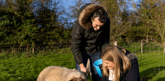 L’Irlanda cerca amici della natura, vitto e alloggio in cambio di aiuto