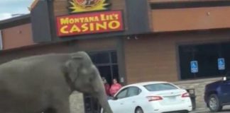 Montana, elefante scappa dal circo: traffico bloccato per le strade di Butte – Video