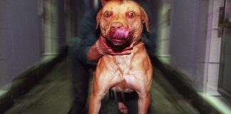 Bimbo ucciso dai pitbull, 5 indagati: oggi l’autopsia