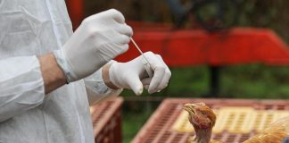 Aviaria, dopo contagi bovini-uomo alert su consumo latte crudo
