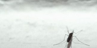 Malaria tornerà in Italia? L’esperto: “No allarme ma guardia alta”