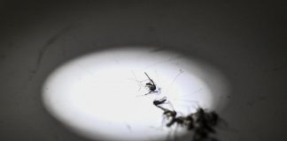 Zanzara della malaria in Italia dopo oltre 50 anni: la scoperta in Puglia