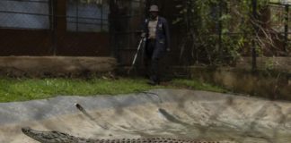 “C’è un coccodrillo”, arriva la polizia: e trova un giocattolo